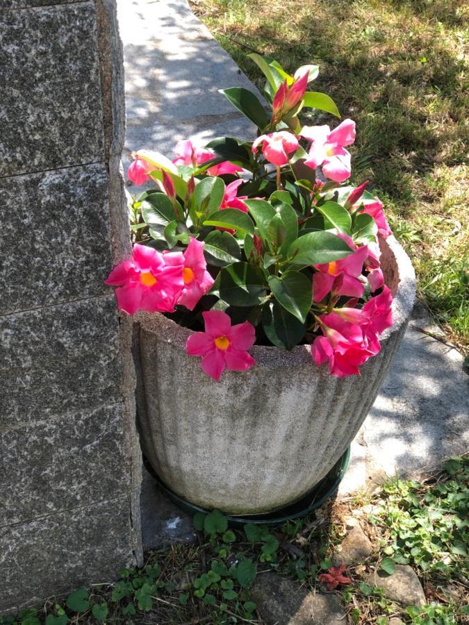 Villa Elena Mezzanego Kültér fotó